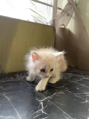 Photo - Selling ginger persian male kitten