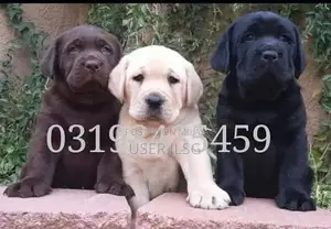 Photo - Labra | British Labra | American Labra puppy For Sale