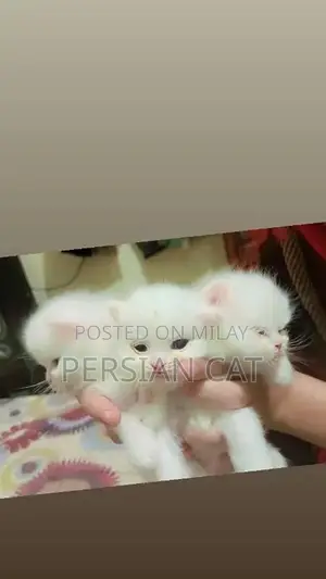 Photo - Persian kittens