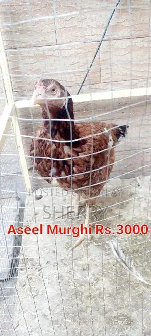 Photo - Aseel Pair / Aseel Murgha / Aseel Murghi