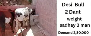 Photo - Qurbani bull | Bachra | desi bulls | Wehra | بچرا | qurbani 