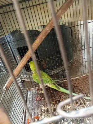 Photo - pure raw parrot female