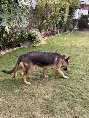 Photo - German shepherd Female double coated