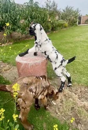 Photo - Baby goats for sale