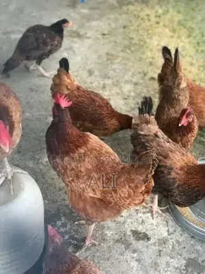 Photo - Desi 3 egg laying hens for sale