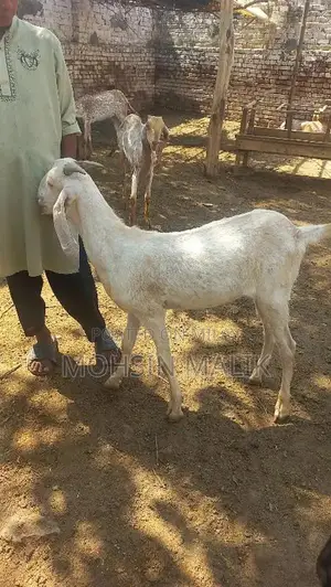Photo - white Bakara