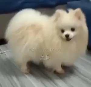 Photo - Puppies for sale