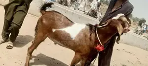Photo - bakra