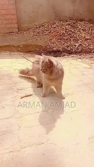 Photo - A Persian Male Cat
