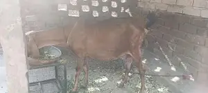 Photo - Nagri goat