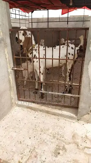 Photo - قربانی کا بکرا