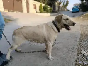 Photo - Female American Labrador