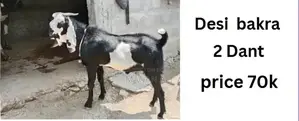 Photo - bakry | desi bakra | rajanpuri Bakra | Bakre | Goat |  Qurba