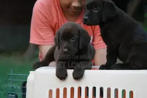 Photo - British labrador