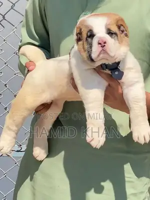 Photo - king alabai dabal hadi security dog havey bone structure for