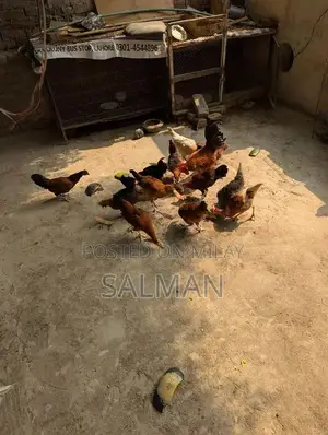 Photo - 13 piece 5 murgian 1 murga 7 pathy)
