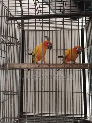 Photo - sun conure