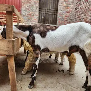 Photo - Desi Bakray Qurbani 2025