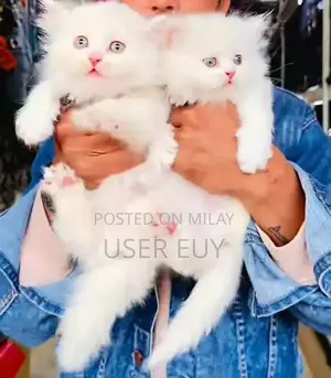 Photo - Persian hamalian british punch face piki face cat
