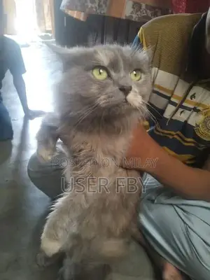 Photo - gur ki cat hai full active