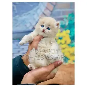 Photo - Persian hamalian british punch face piki face cat's and kitt
