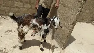 Photo - goats