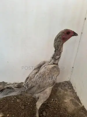 Photo - Grey Saleti Aseel thai murgi high quality