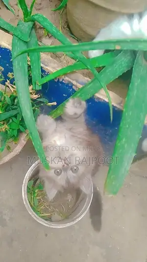 Photo - triple coted female cat for sale