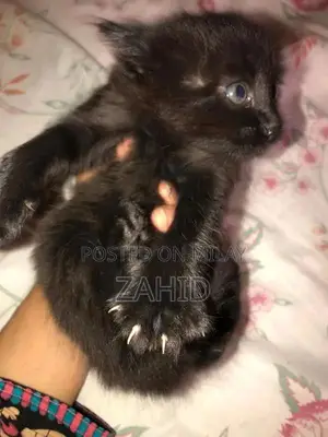 Photo - Dark Brown Persian double coat up for adoption
