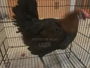 Photo - Golden Misri Female