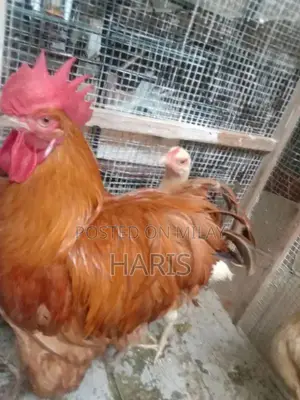 Photo - Golden Buff Murgha and Murghi for sale for call