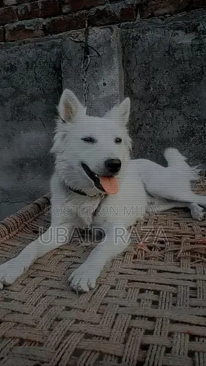 Photo - doog for sell