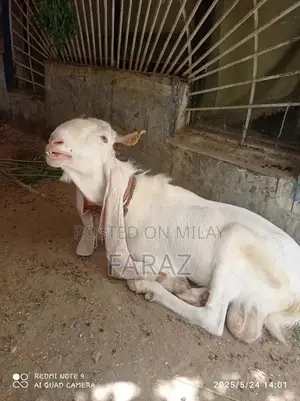 Photo - Gulabi Goat