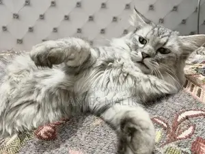 Photo - cute cat
