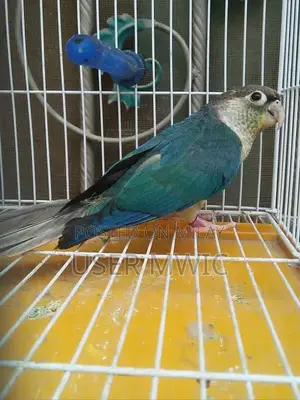 Photo - Turquoise Cnoure Male