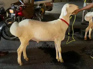 Photo - MashaAllah  dumna jori