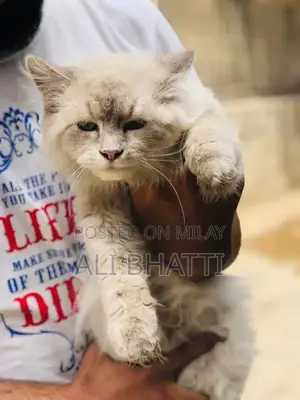 Photo - Himaliyan Male Cat