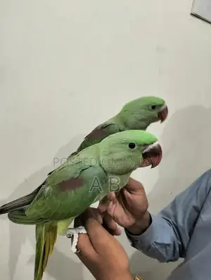 Photo - RAW parrot chicks