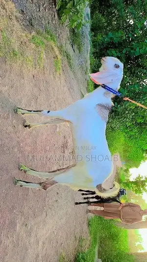 Photo - 2 dant Male Goat Bakra