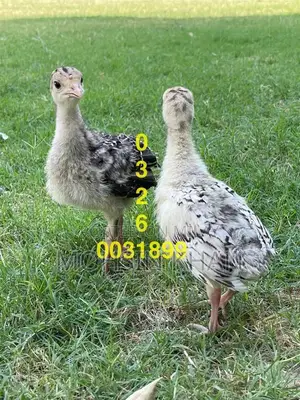 Photo - Peacocks and Turkey For Sale All over Pakistan