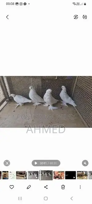 Photo - different fancy pigeons chicks available