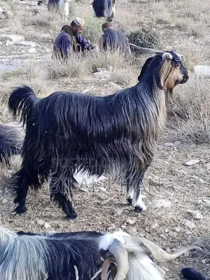 Photo - village goats