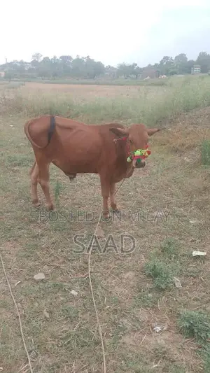 Photo - qurbani ka janwar