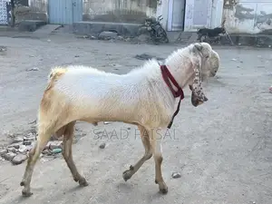 Photo - Bakra for sale