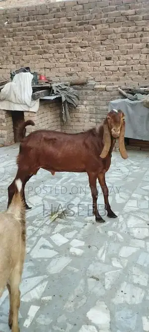 Photo - sahiwal bakra