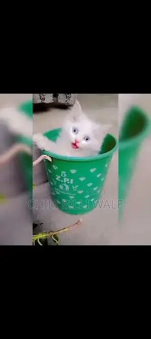 Photo - Adorable White Persian Cat for Sale