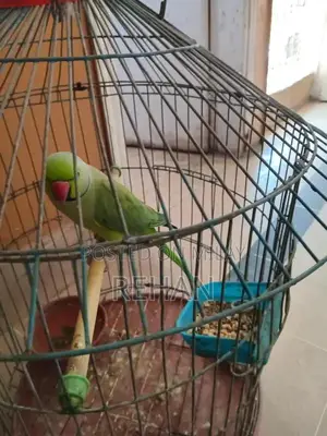 Photo - green parrot