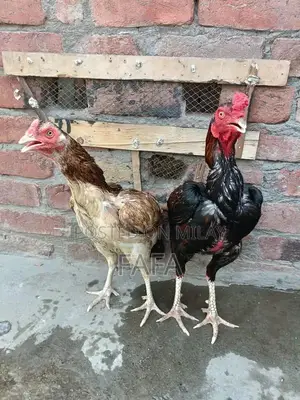 Photo - aseel pair