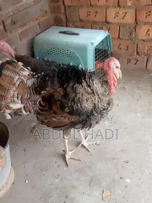 Photo - Turkey breeder Pair for sale