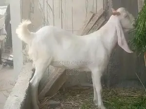 Photo - gulabi goat male pair